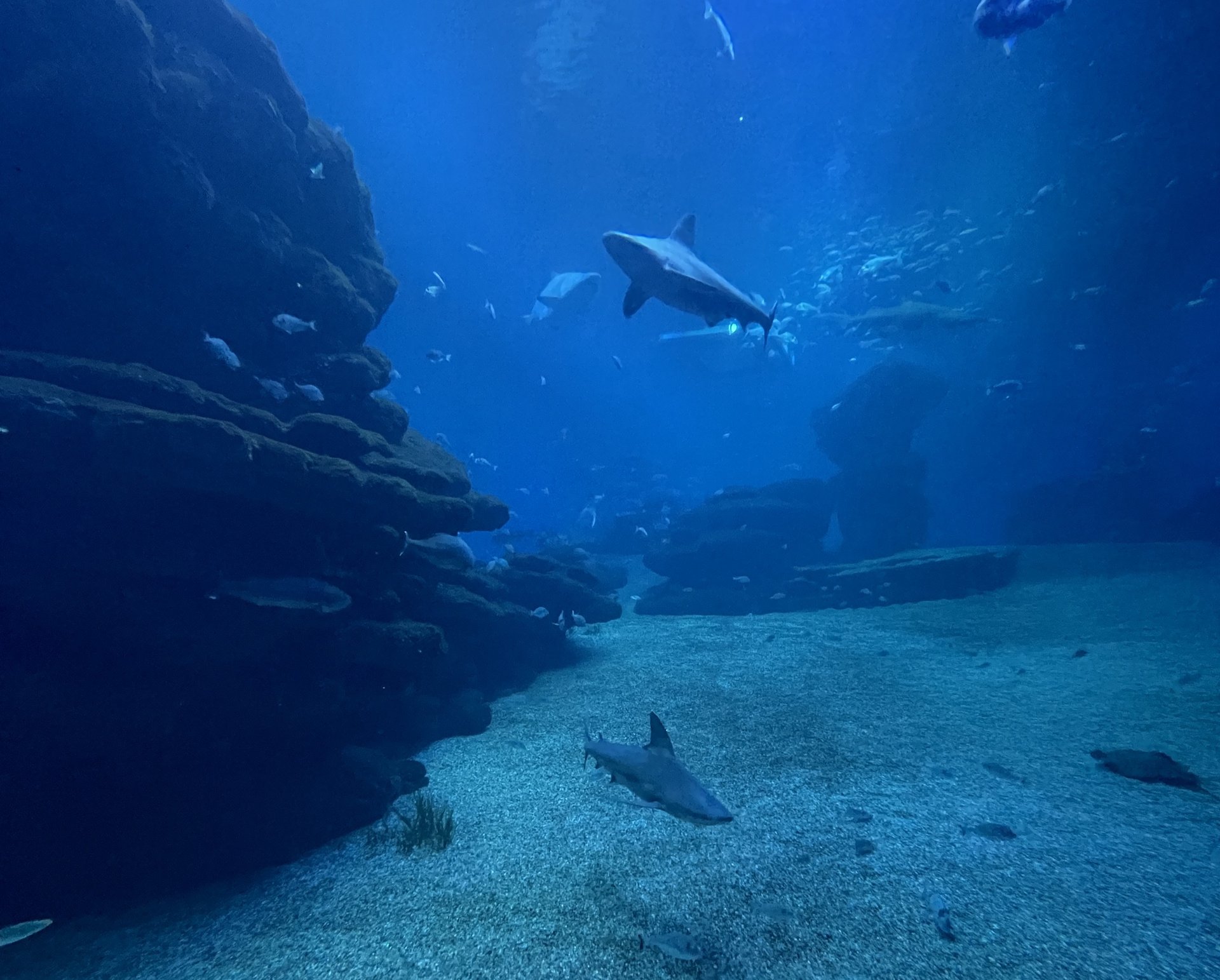 Palma Aquarium placeholder image